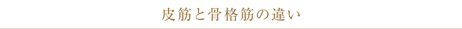 皮筋と骨格筋の違い