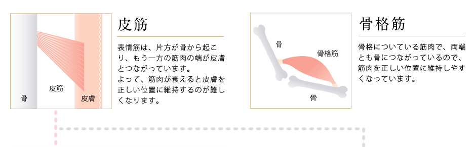 皮筋 骨格筋