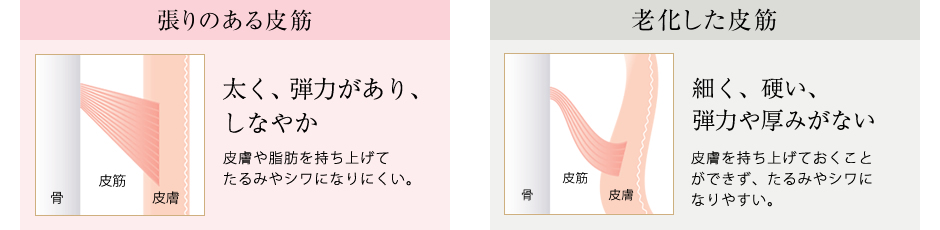 張りのある皮筋 老化した皮筋